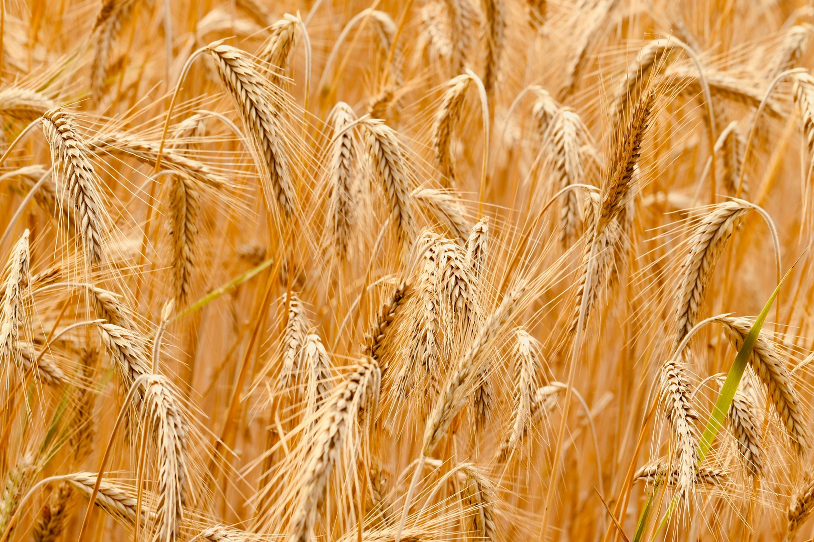 DURUM WHEAT