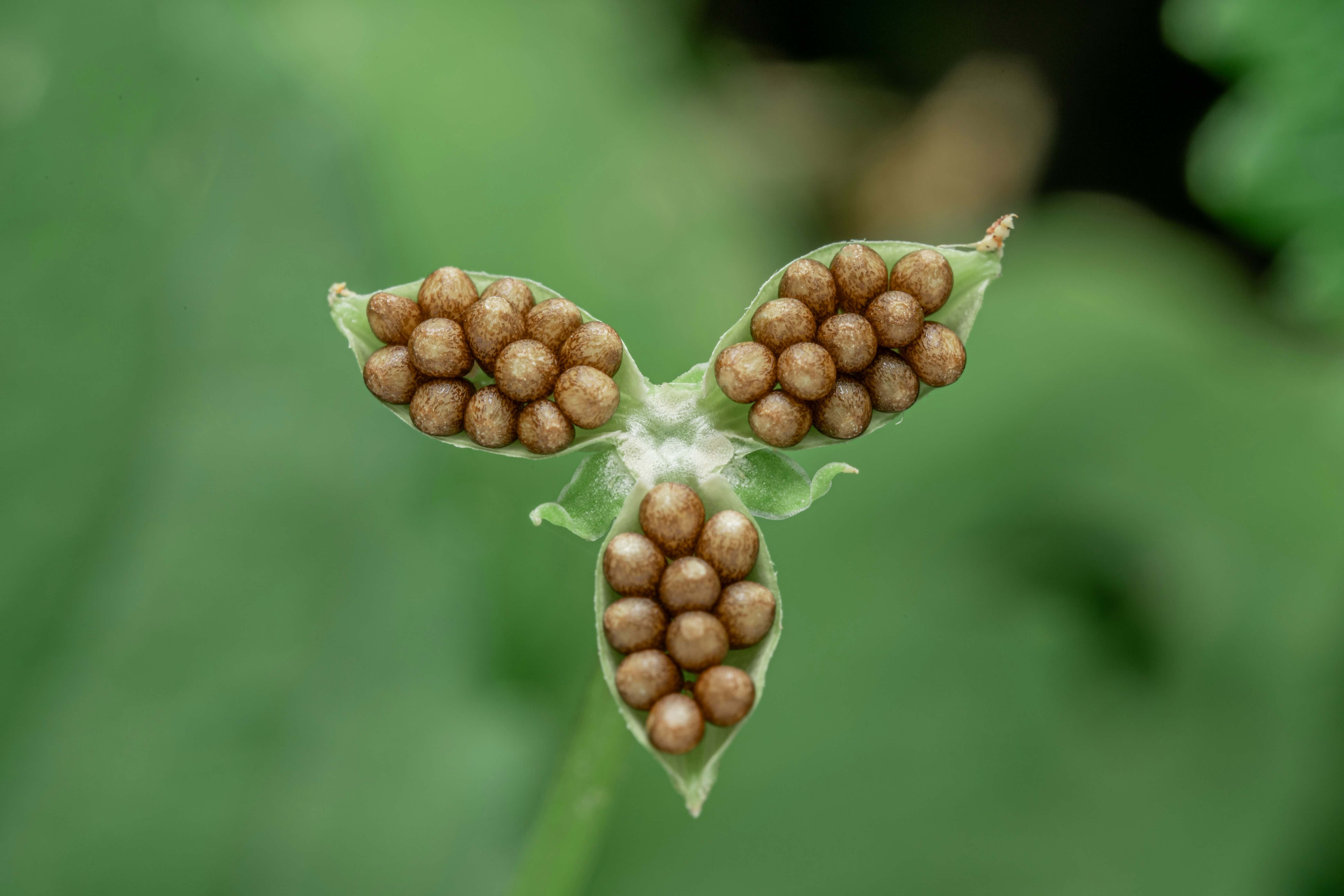 SAFFLOWER SEED