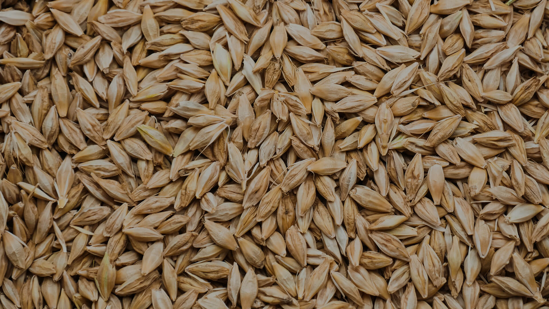 BARLEY