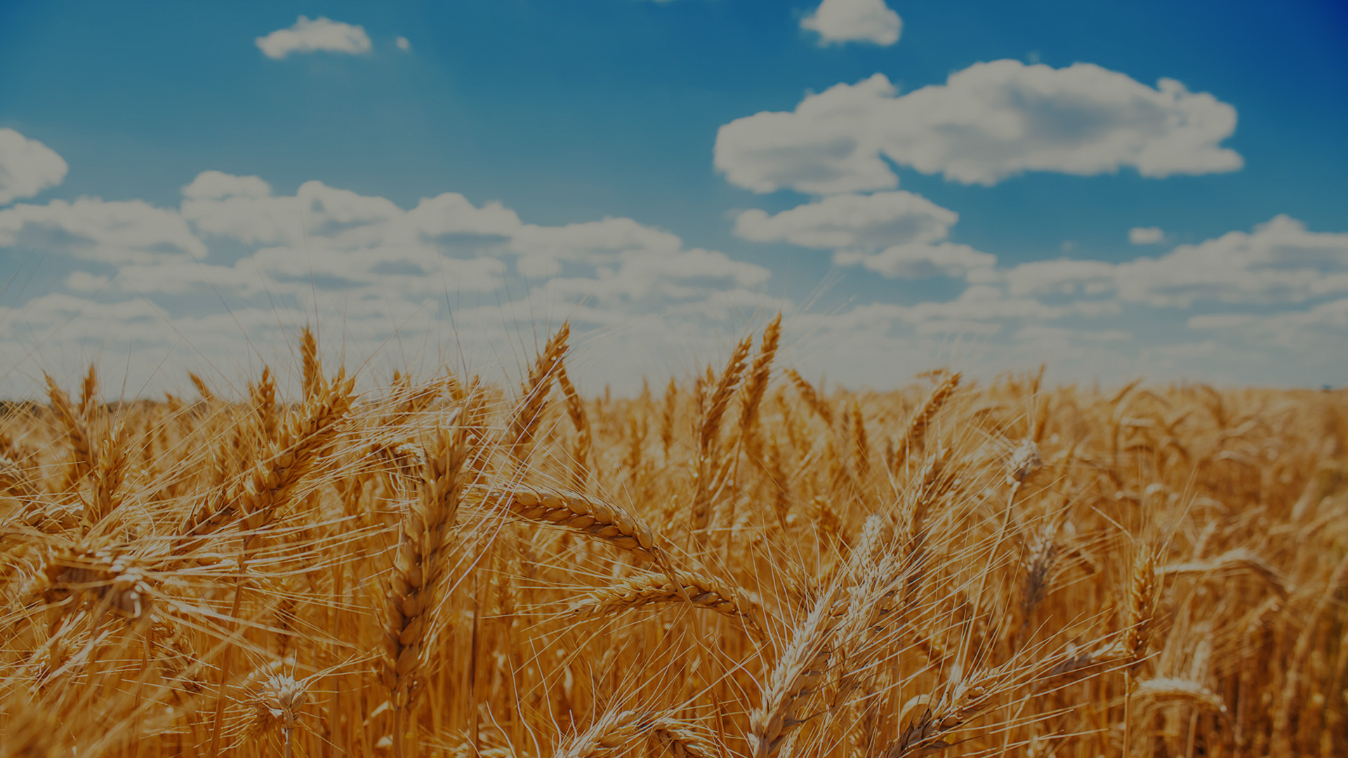 WHEAT