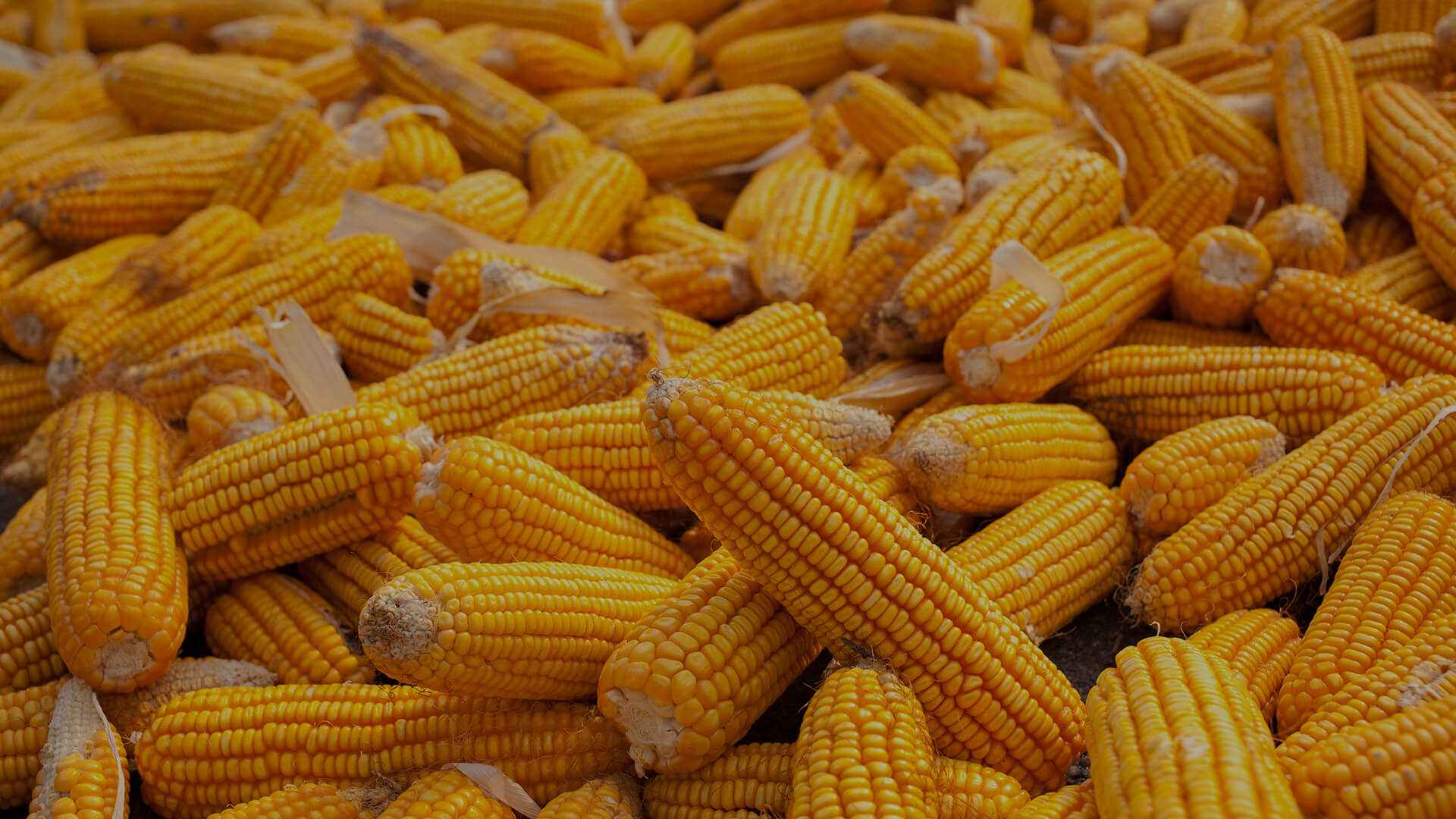 CORN